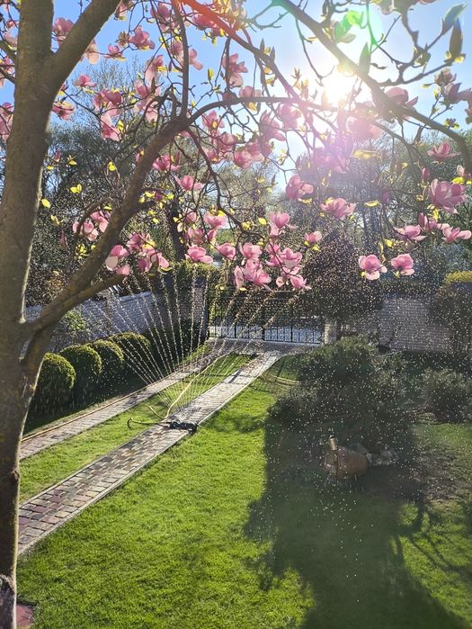 Саджанці магнолії