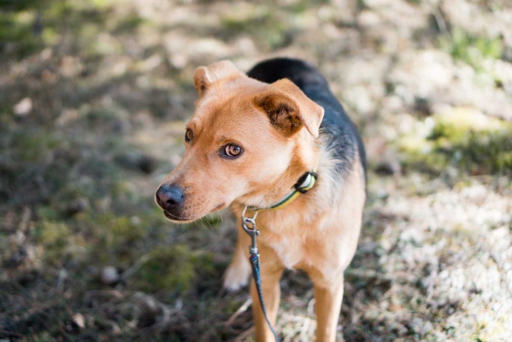 2 letnia Fraszka do adopcji!