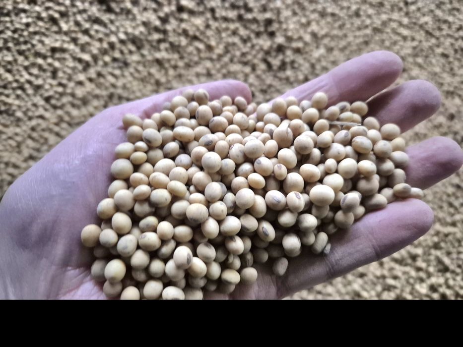 Soja Ambella bardzo wczesna