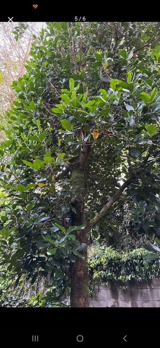 realizo pequenos serviços de jardinagem