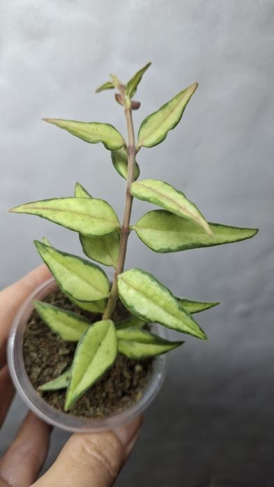 Дрібнолистні хойї  ,хойя ,hoya