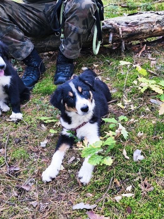 Border Collie - fantastyczny pies