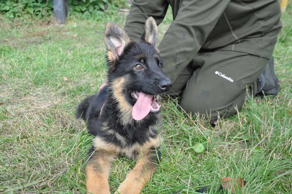 Дві середньошерсті дівчинки німецької вівчарки KIRA-DOG