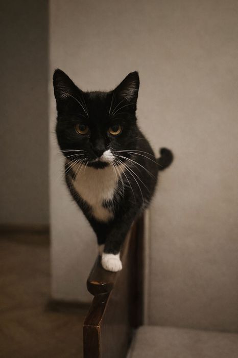 Babka Babuszka–ok. 4 lata Spokojna kotka szuka bezpiecznego domu