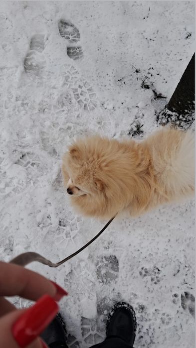 вязка померанського шпица