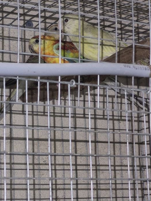 Red rumped  casal