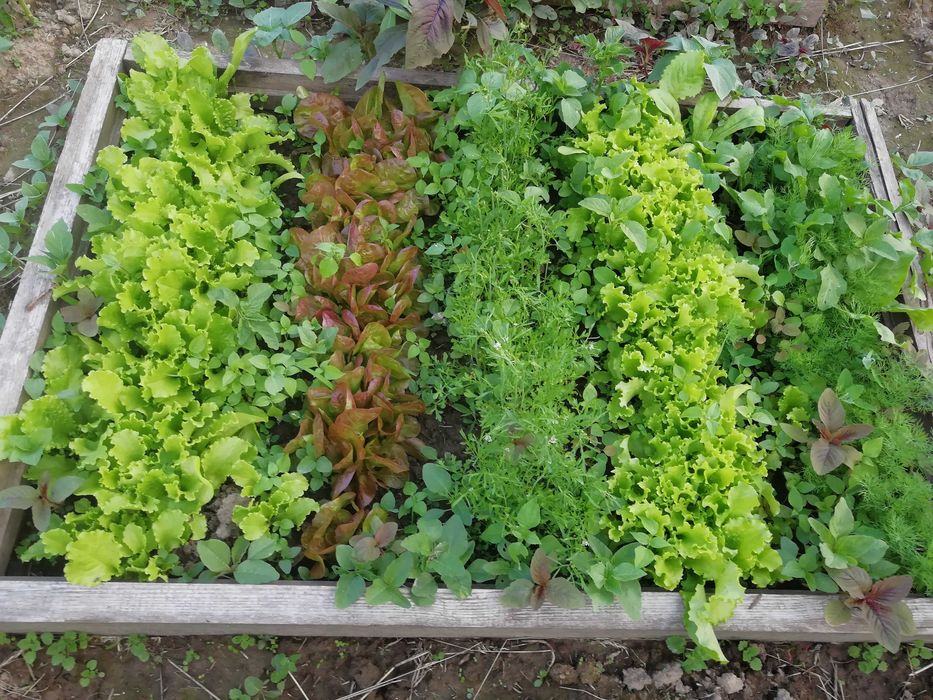 Насіння салатних культур шпинат щавель лобода салат різні сорти рукола