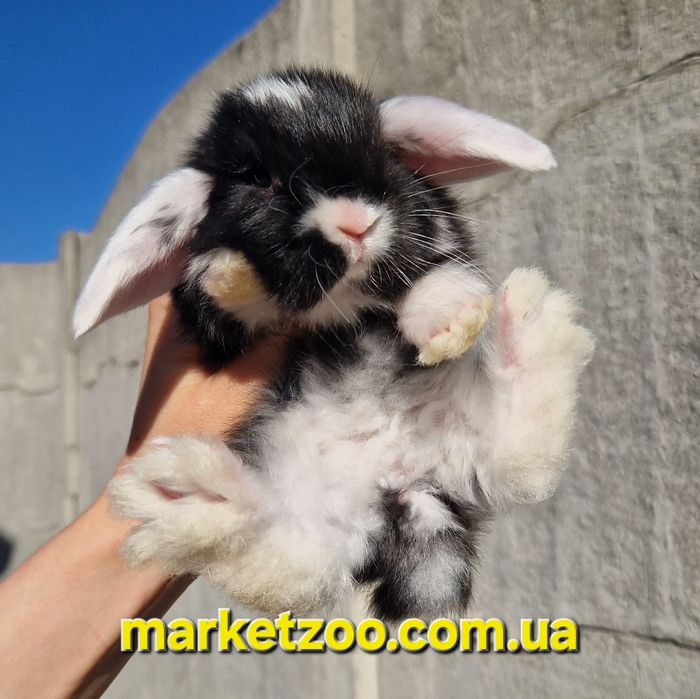 Карликовий кролик, що підкорює серця — Mini Lop