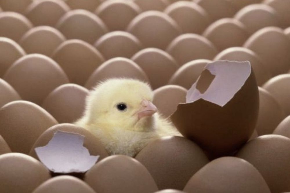 "АСТРА" Продає інкубаційне яйце Домінант,  бройлер,  мясояїчка