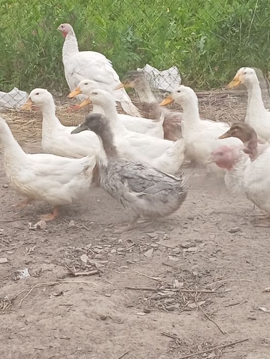 Продаю інкубаційне яйце Пекінської качки