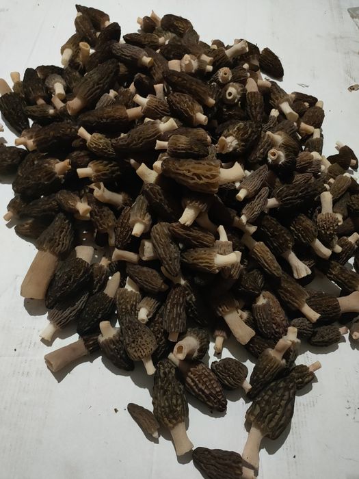 Гриби зморшки сушені.