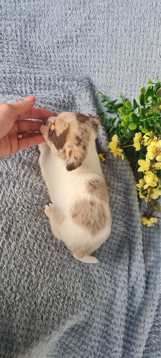 Excecional menino mini semi pelo Chihuahua/Chiuaua de Qualidade