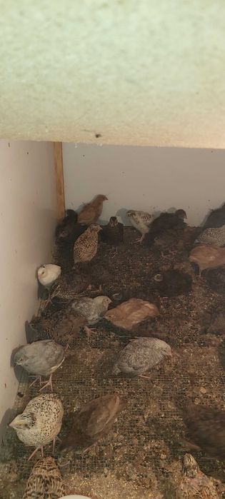 Przepiórk 3 tygodniowe mix