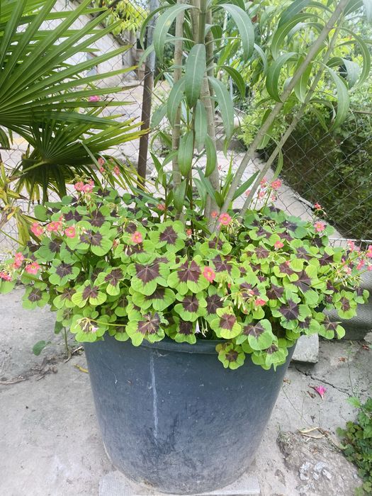 Кислиця рожеві квіти