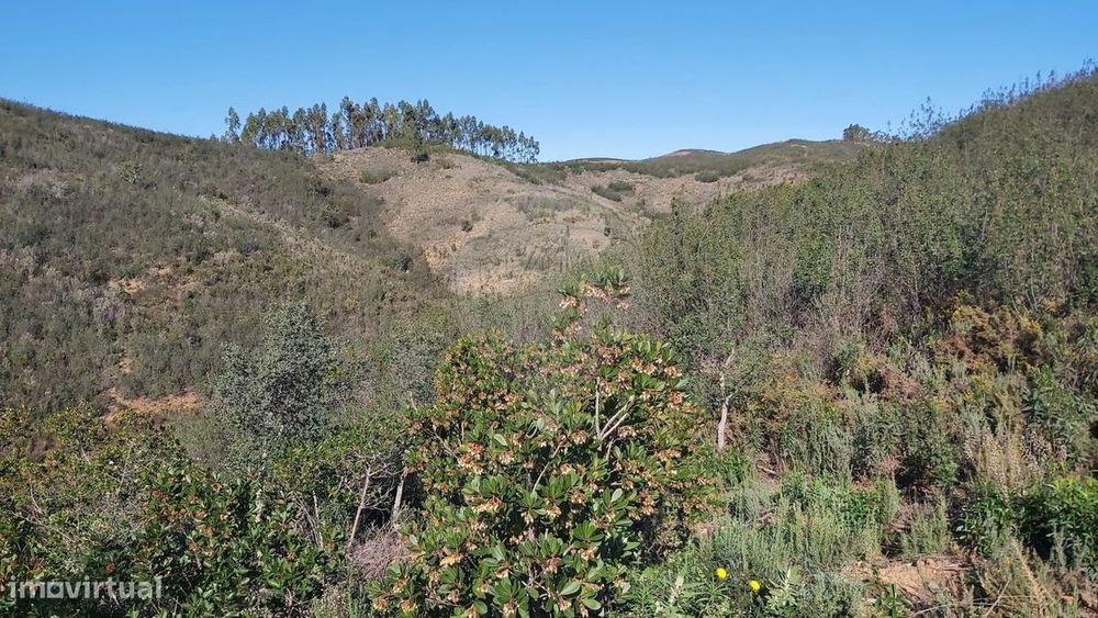 Terreno  para venda — São Bartolomeu de Messines, Faro