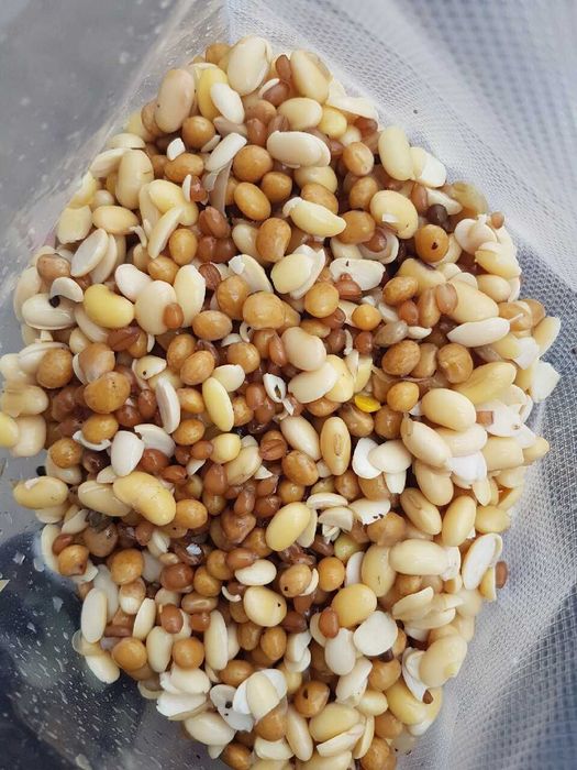 Mix ziaren Soja/Łubin/Pszenica 1 kg GOTOWA zanęta