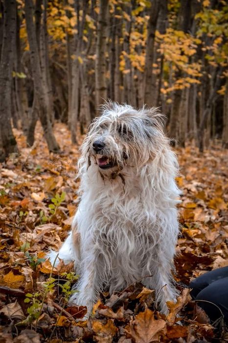 Piękna Suczka do adopcji! Sunia w typie rasy szuka Domku!