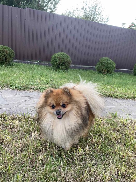 Шикарный кобель Шпиц German SPITZ TOY для вязки.