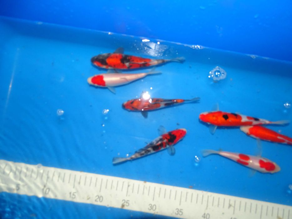 Japońskie Karpie Koi -Rybki do oczka Karpie Koi 8-56cm