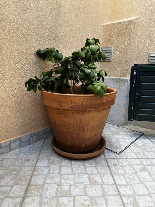 Vaso terracota com planta