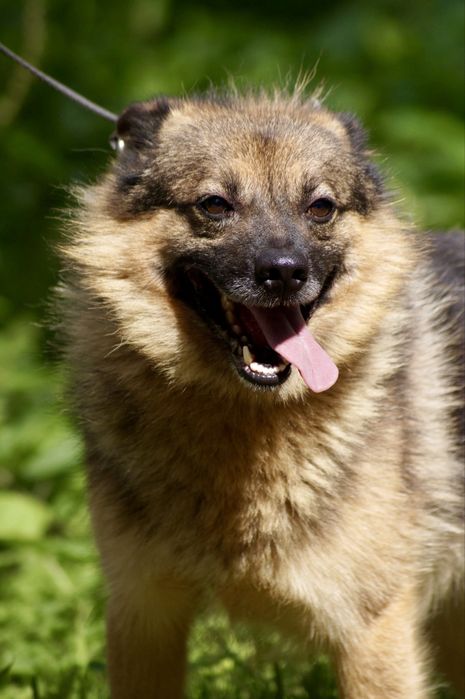 Dyzio – energiczny towarzysz wypraw szuka domu