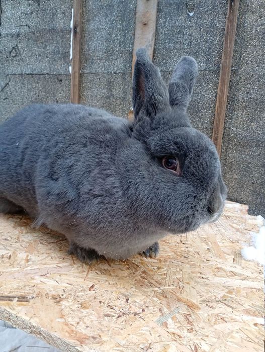 Kròlik samica wiedeńskie niebieskie