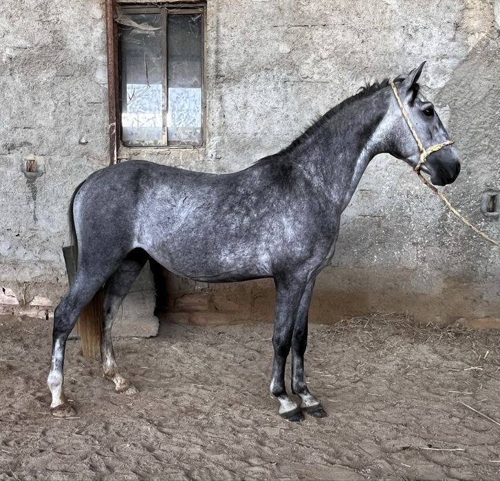 Poldro lusitano 3 anos