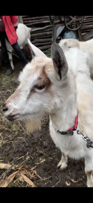 Продам перспективних козенят (зааненка х ламанча)