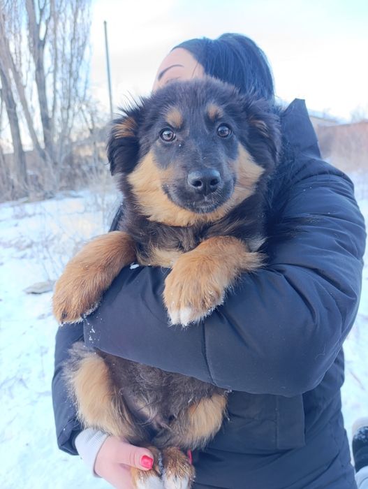 Цуценя на коротких лапах щенок