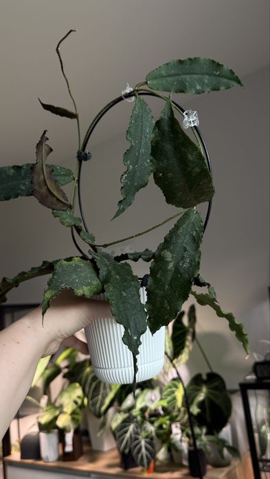 Хойя undulata black leaves
