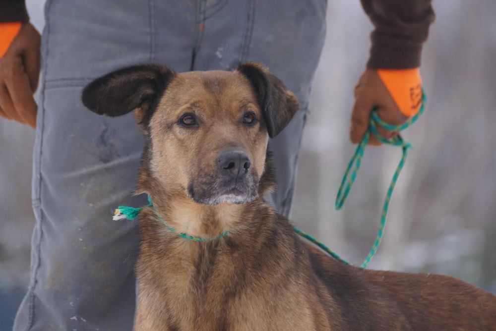 Timo do adopcji – Schronisko Jasionka