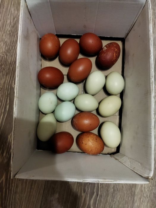 Яйце для інкубації. Півнів півники