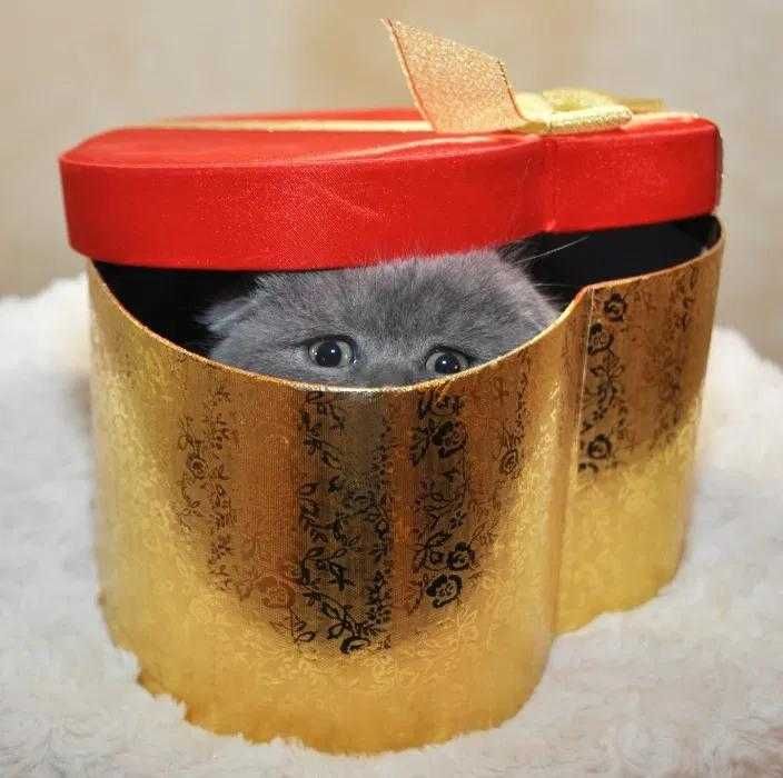Одесса  шотландские котята плюшевые , вислоушка