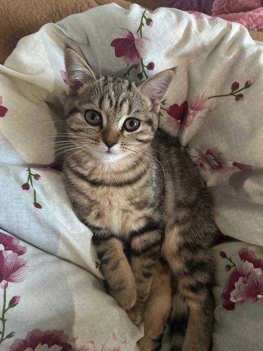 Британські кошенята