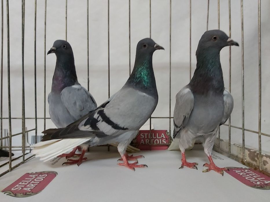 Gołębie Wyszfance Siwe