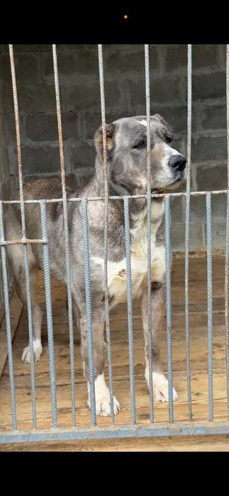 Средньоазіатська вівчарка (алабай) сука