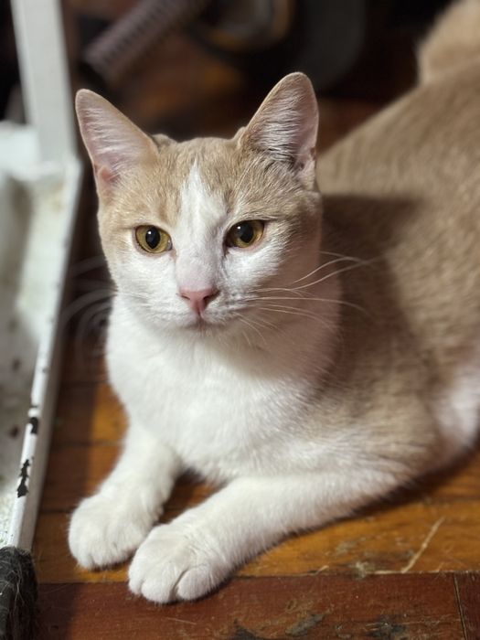 Котик підліток у добрі руки