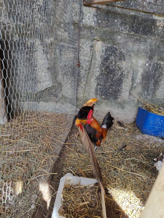 Gallus bankiva, faisão lady e Gigi  e Galo asil anão.