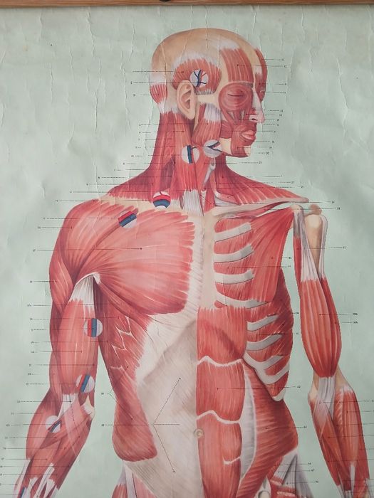 Mapa Músculos do corpo humano  antigo