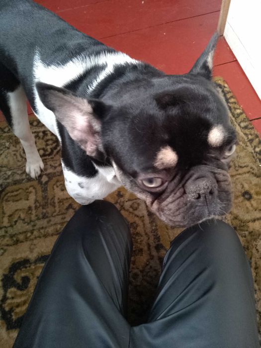 Відам в добрі руки Бульдог чисто кровний