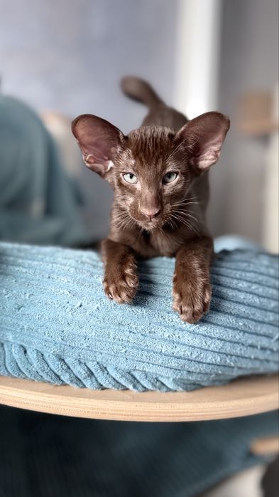 Орієнтальний шоколад