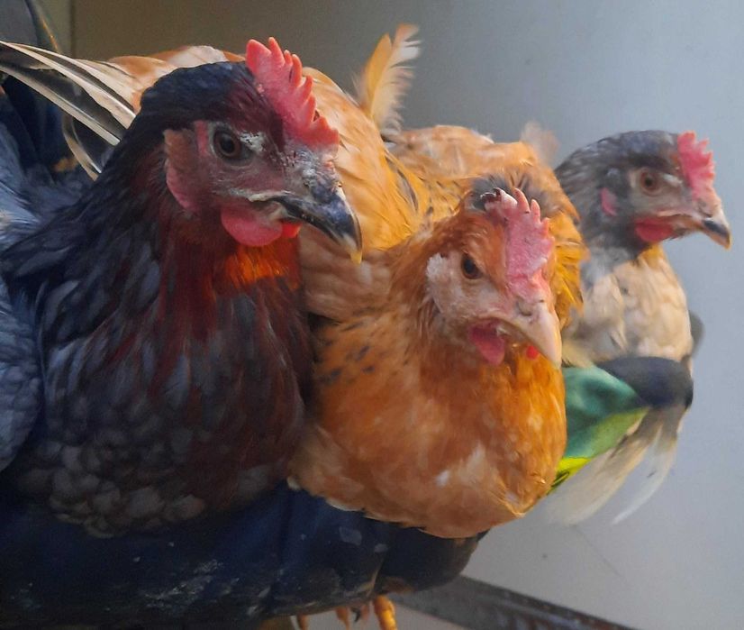 Кури несушки Домінант