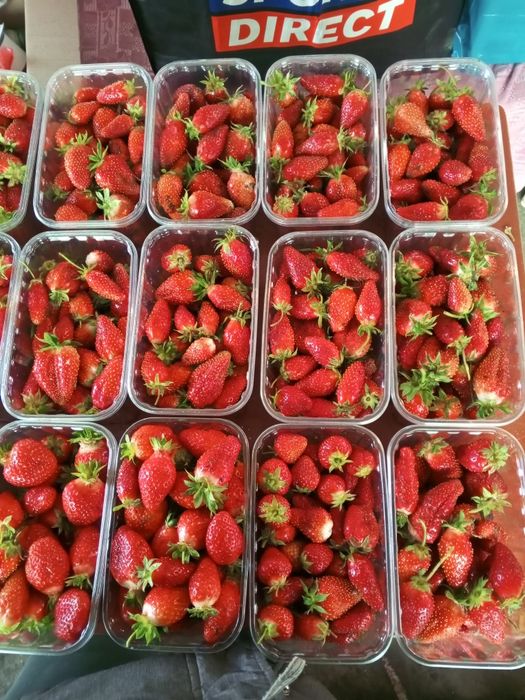 Домашня ЕКО полуниця  свіжа  напряму від виробника — збір сьог