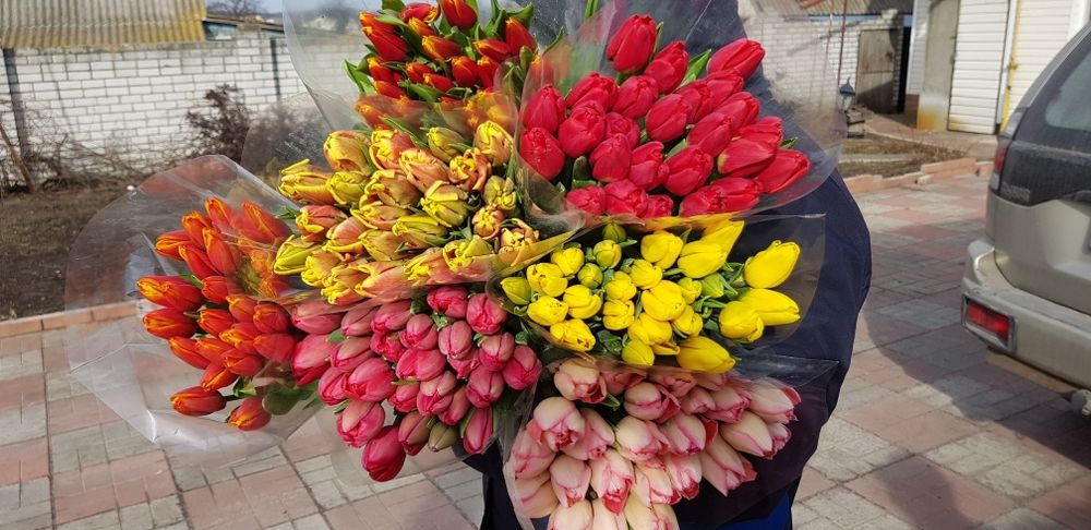 Тюльпан опт Украина