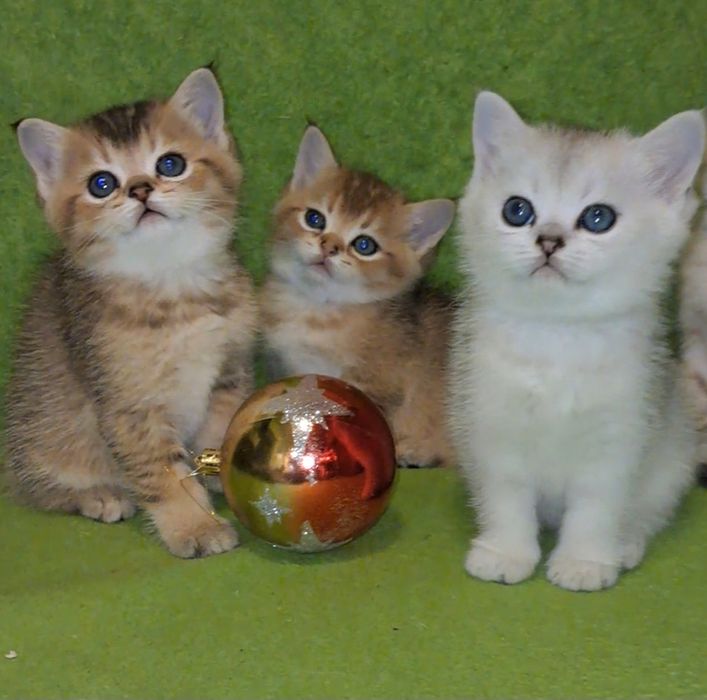 Чистокровные шотландские котята