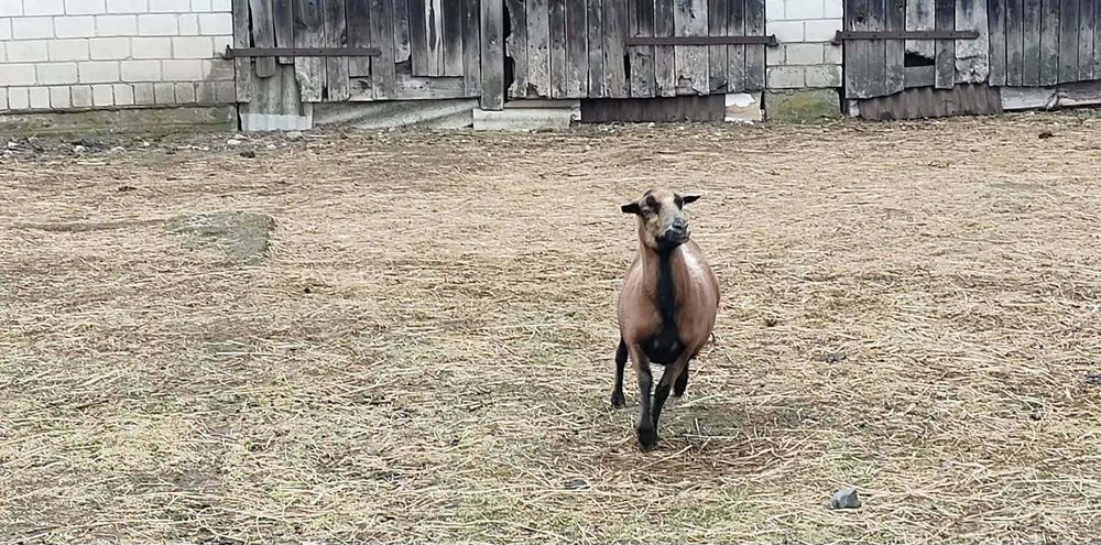 Owca kameruńska.