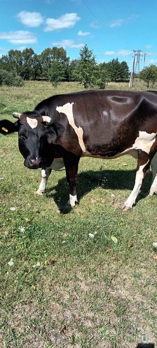 Продам молоду спокійну корову.