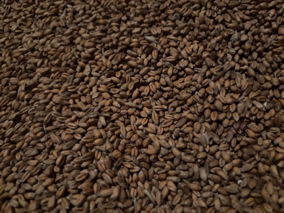 Pszenica/ pszenżyto/owies