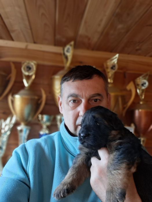 Owczarek Niemiecki Długowłosy FCi