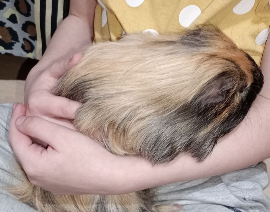 Samiec świnki morskiej przytulas